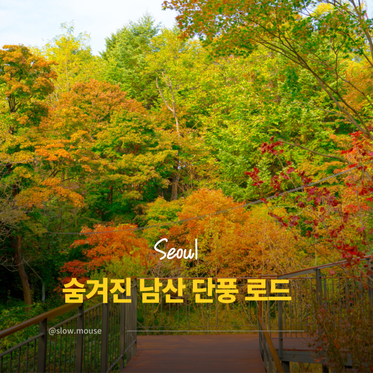  남산 케이블카 이제 그만! 서울 사람도 잘 모르는 단풍 로드