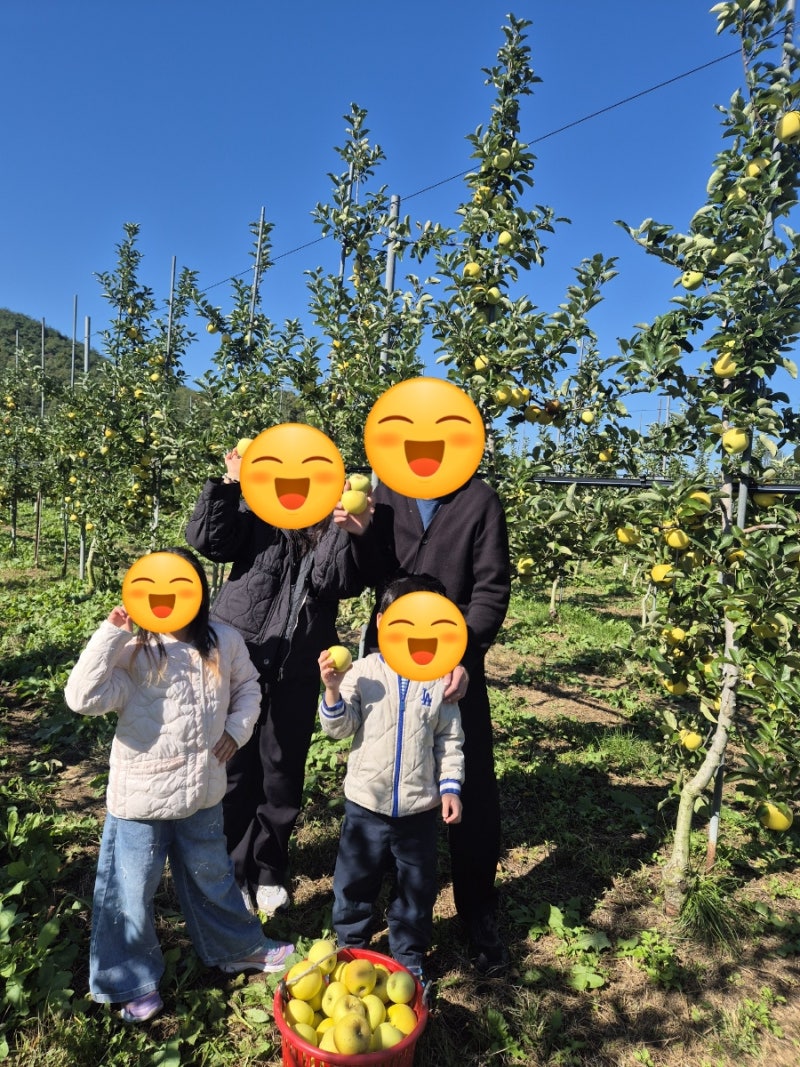 청송 소노벨 근처 사과따기 체험 추천. 필농원