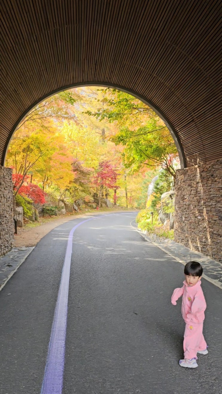  아이와 함께 가기 좋은 제천리솜리조트 단풍 현황 (2025년 11월 6일 실시간)