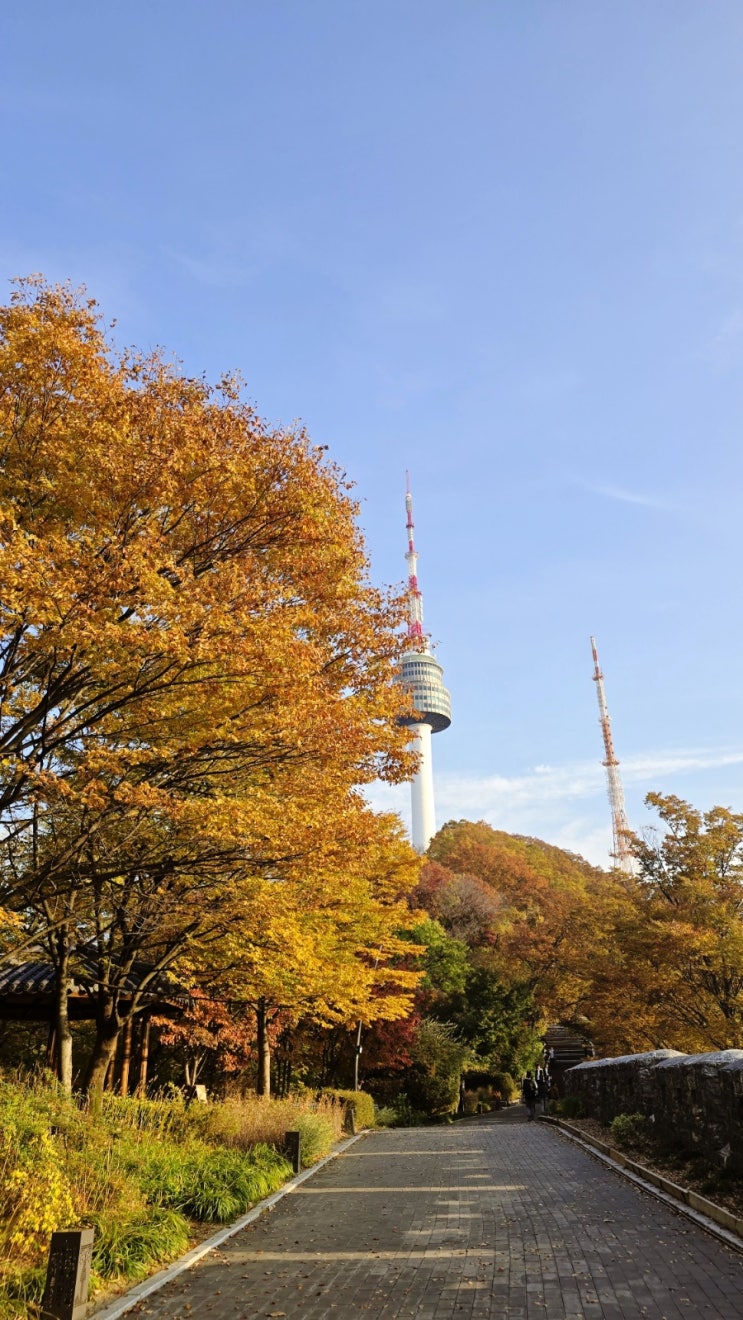  [남산 실시간 단풍] 11월 5일 기준, 남산공원 & 남산타워 단풍 절정시기 후기!