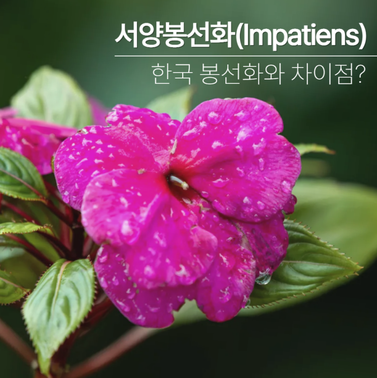  서양봉선화 꽃말 키우기 월동 임파첸스