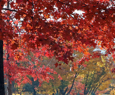  서울대공원 단풍 명소 가을 데이트·산책 코스 완벽 가이드
