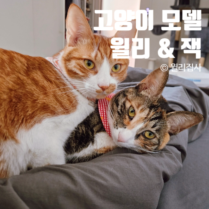  고양이 쇼호스트 모델 윌리와 잭의 일상