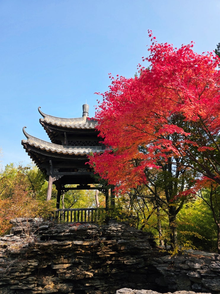  경기도 단풍 명소 수원 효원공원 월화원 단풍 실시간