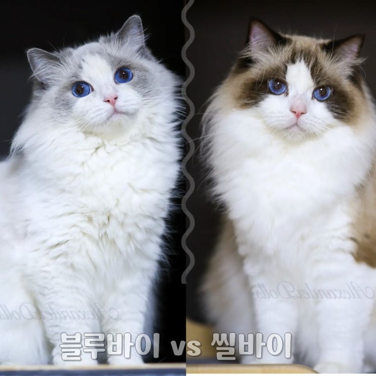  랙돌 고양이 무늬 구별법 3초 완벽정리 (바이컬러·미티드·링스 차이와 색상별 꿀팁)