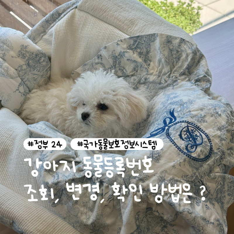 강아지 동물등록번호 조회·변경·확인 방법은? | 정부24·국가동물보호정보시스템 | 강아지 ....