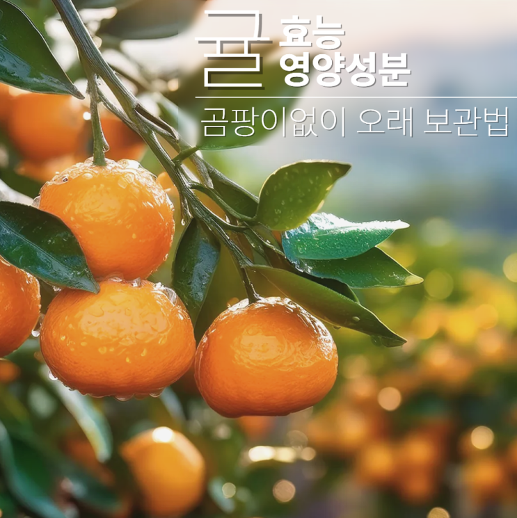  귤 효능 보관법 : 곰팡이 방지법