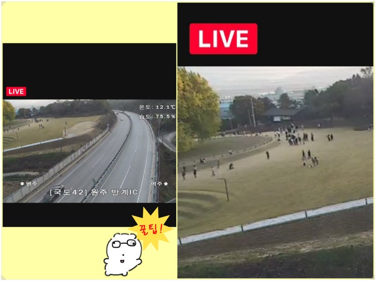  원주 반계리 은행나무_ 네이버지도 cctv로 실시간 단풍현황 확인 방법