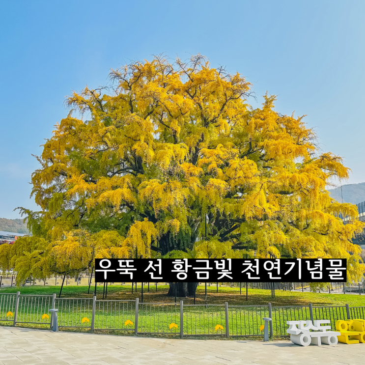  인천 단풍명소 800년 장수동 은행나무 주차 맛집 총정리