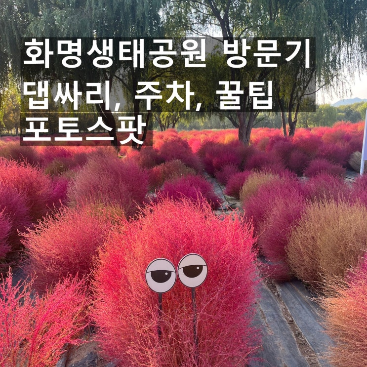  부산가볼만한곳 화명생태공원 방문후기｜댑싸리, 주차, 꿀팁, 포토스팟