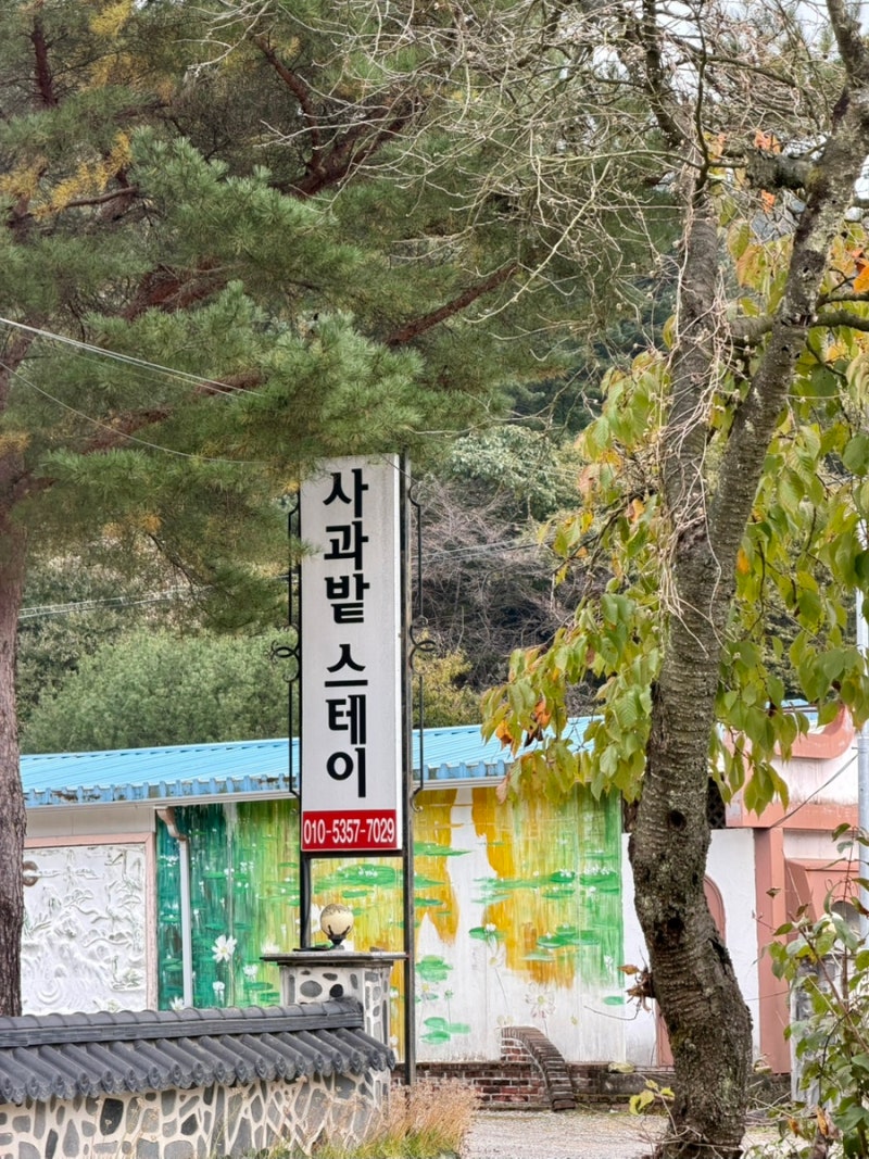 가평) 사과 따기 체험 / 사과밭스테이