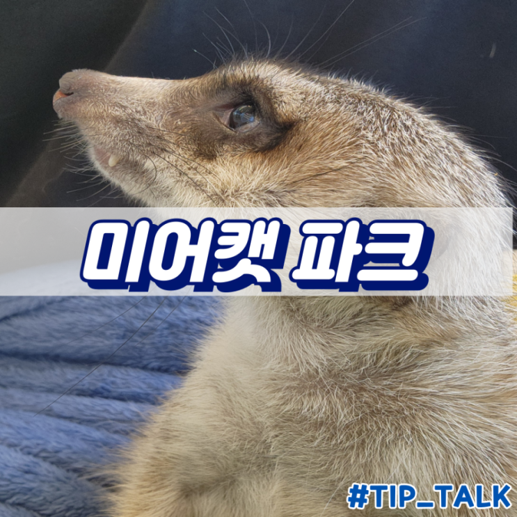  혜화 이색체험 미어캣파크 내돈내산 후기