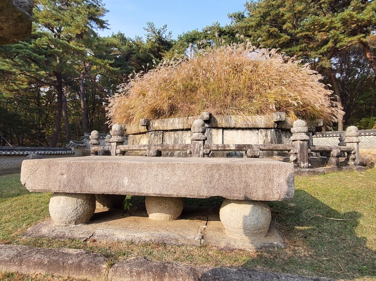  [경기 구리] 건원릉 억새 절정기 능침 특별개방