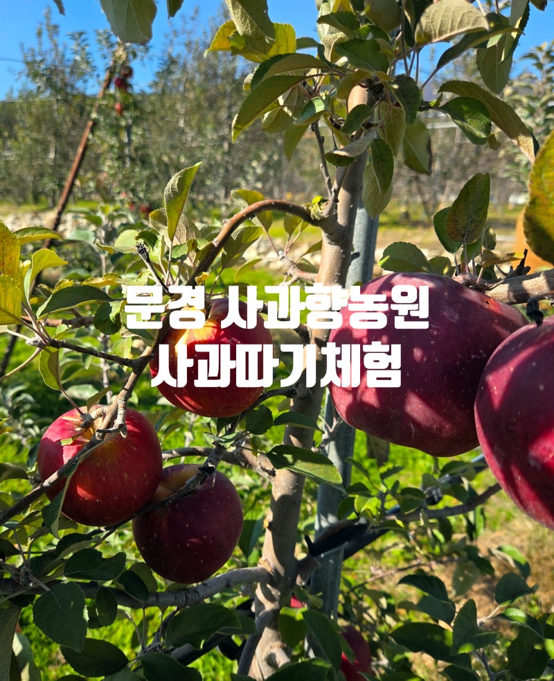 문경사과향농원 사과따기체험｜엘레나의 첫 수확, 달콤한 문경의 가을 이야기