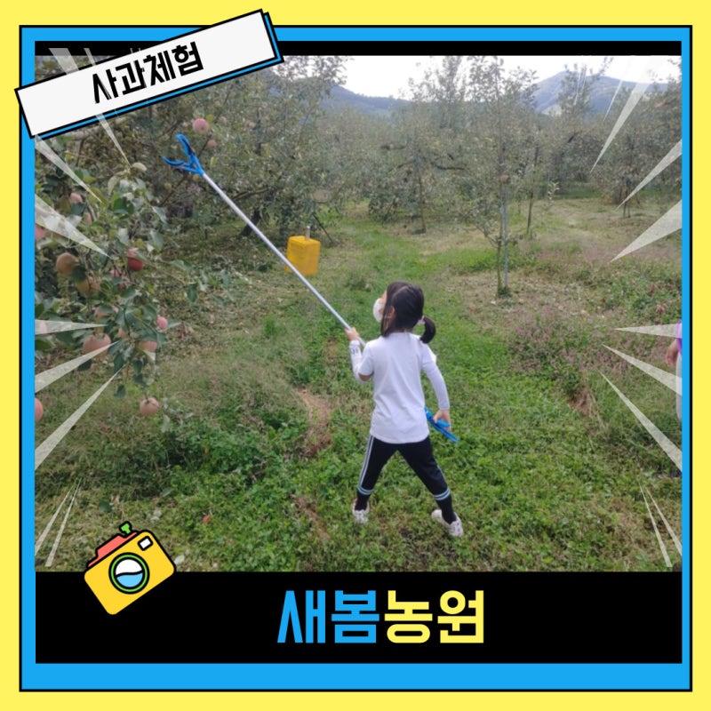 충주부사사과 새봄농원 사과체험 후기