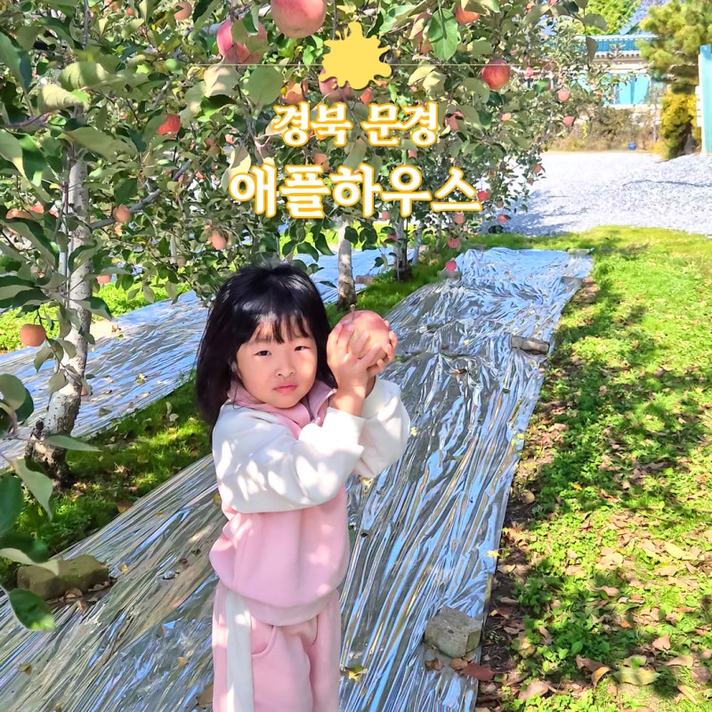 경북 아이랑 사과따기 체험 가격정보 문경새재인근