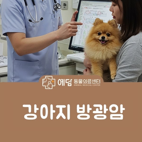 강아지 방광암 원인과 혈뇨 통증 초음파 수술 완치될까?