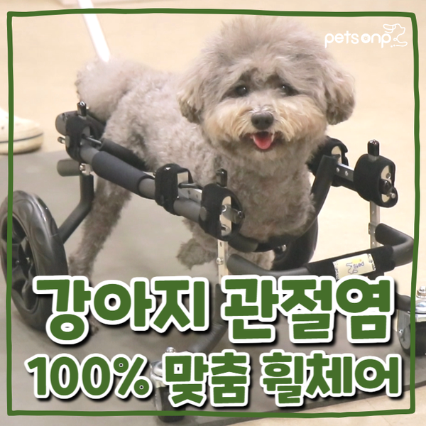 앞다리를 못쓰는 강아지를 위한 사륜 휠체어 만들기