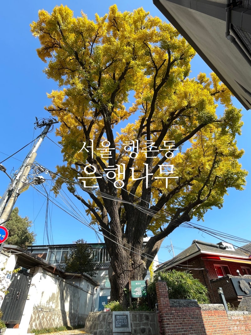 [서울] 서울 은행나무 명소 : 딜쿠샤 은행나무, 권율장군 은행나무, 방문 시기, 가는 방법, 주....