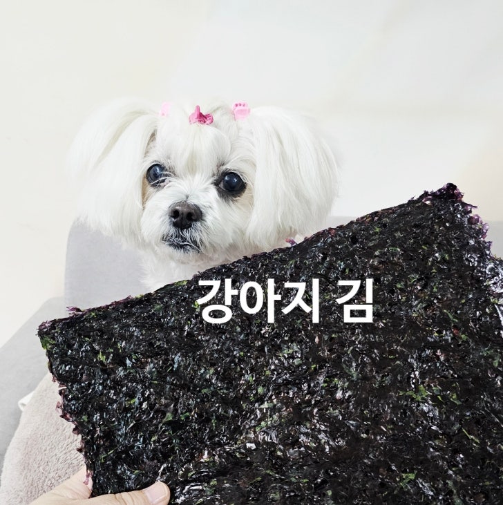  강아지 김 급여 가이드, 조미김은 NO! 순수 김은 OK!
