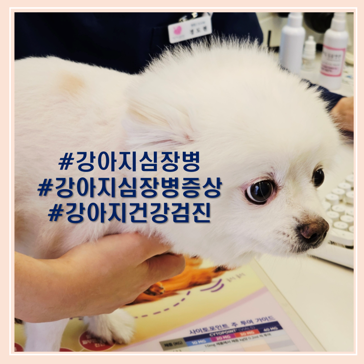  강아지 심장병 증상, 절대 놓치면 안 되는 신호들 건강검진으로 관리