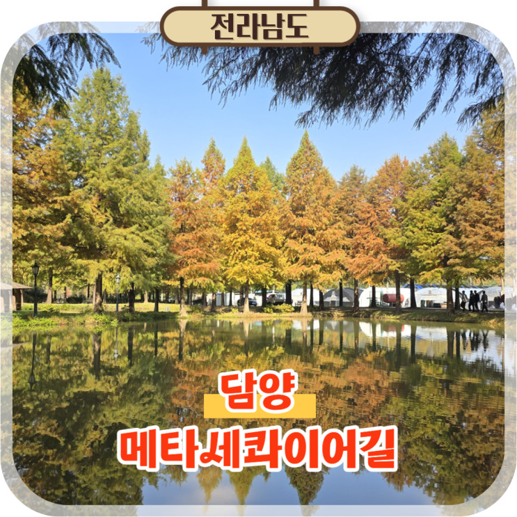  담양 애견동반 가볼만한곳 메타세콰이어길 단풍구경 후기