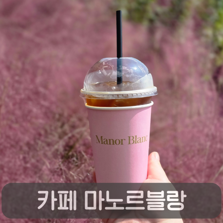  제주 서귀포 핑크뮬리 명소, 감성 카페 마노르블랑