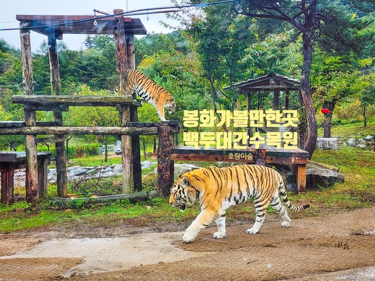 봉화여행 필수코스 <b>백두대간수목원</b> 호랑이 빨리 보는법... 