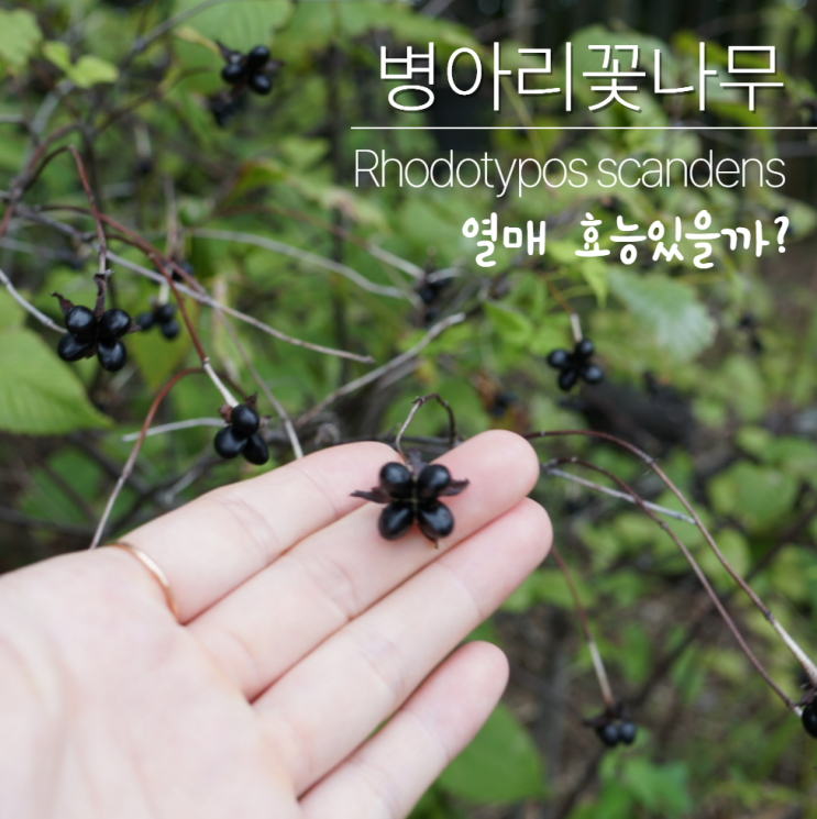  병아리꽃나무 포토 열매 효능있을까?