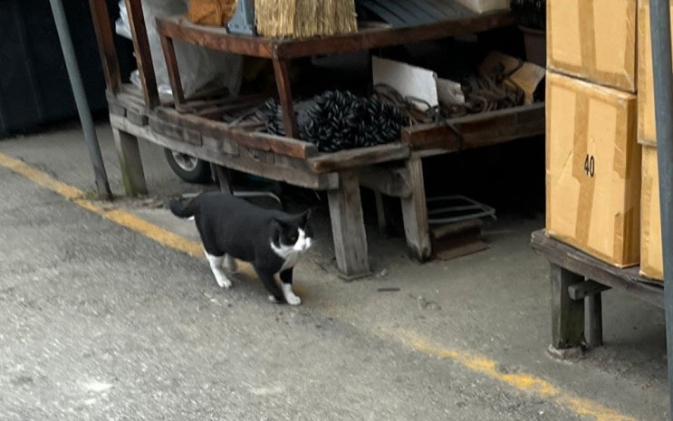  길냥이 구경 / 남주동해장국 2트는 약간 실망 / 고양이 로드킬 신고는 043)201-0001(콜센터) / 너무 비싼 책값 / 도로퍼에서 준 유투브 구독이 4개월인데 끊겼다