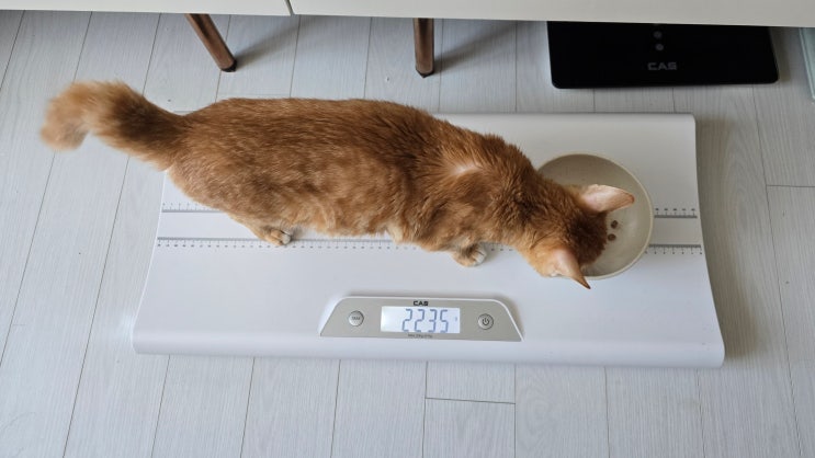  FIP 신약 치료 - 모카야 아침에 눈뜨자마자 똥부터 보게하냐 ㅋㅋ