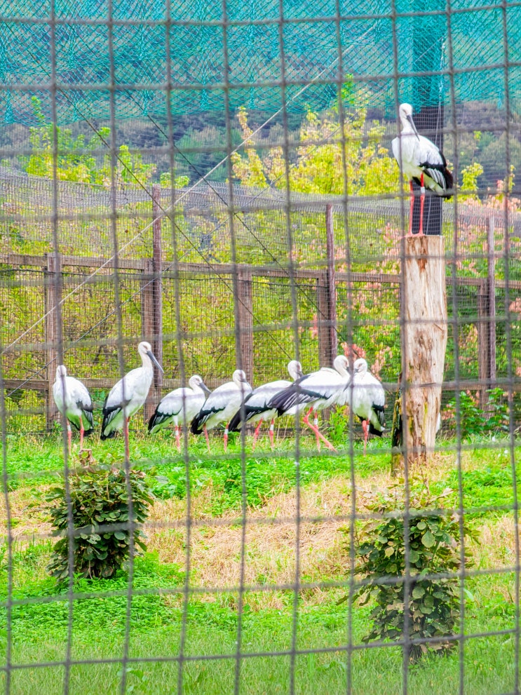  예산 갈만한곳, 예산황새공원(주차장)
