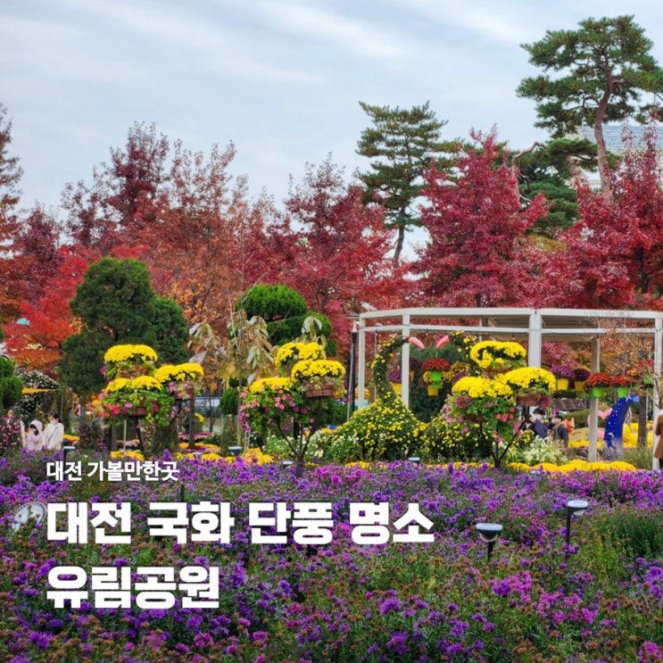  유림공원 대전 가볼만한곳 국화 축제 꽃구경 단풍 데이트