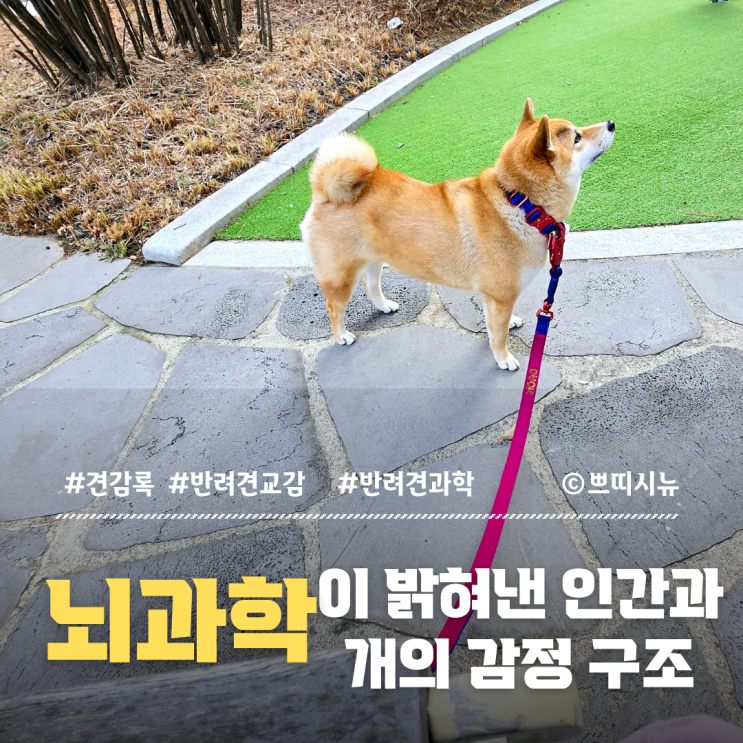  강아지를 왜 아이처럼 사랑할까? 과학으로 읽는 인간과 반려견의 감정 구조