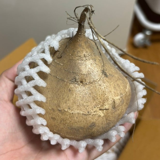 멕시코감자 히카마먹는법, 10분만에 맛있게 먹는 방법 알려드릴께요