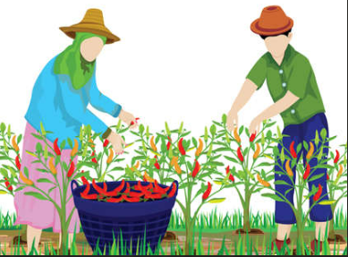  고추 재배 완벽 가이드! 처음부터 끝까지 한눈에 보기