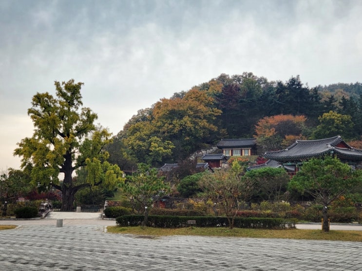  경북 영천 대구 근교 아기랑 단풍구경 포은 정몽주 임고서원(11.8 기준)