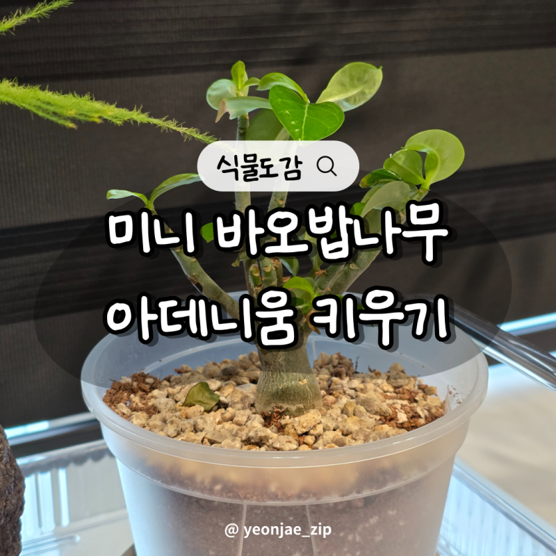 미니 바오밥나무 키우기 아데니움 오베숨 아프리카 식물