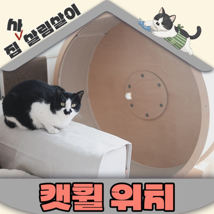  고양이 캣휠 추천 위치 집구조별 설치 꿀팁 정리