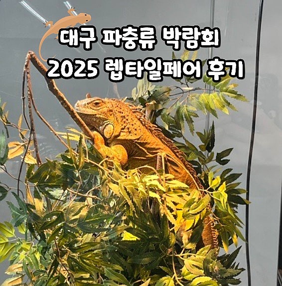  대구 엑스코 파충류 박람회 2025 렙타일페어 후기
