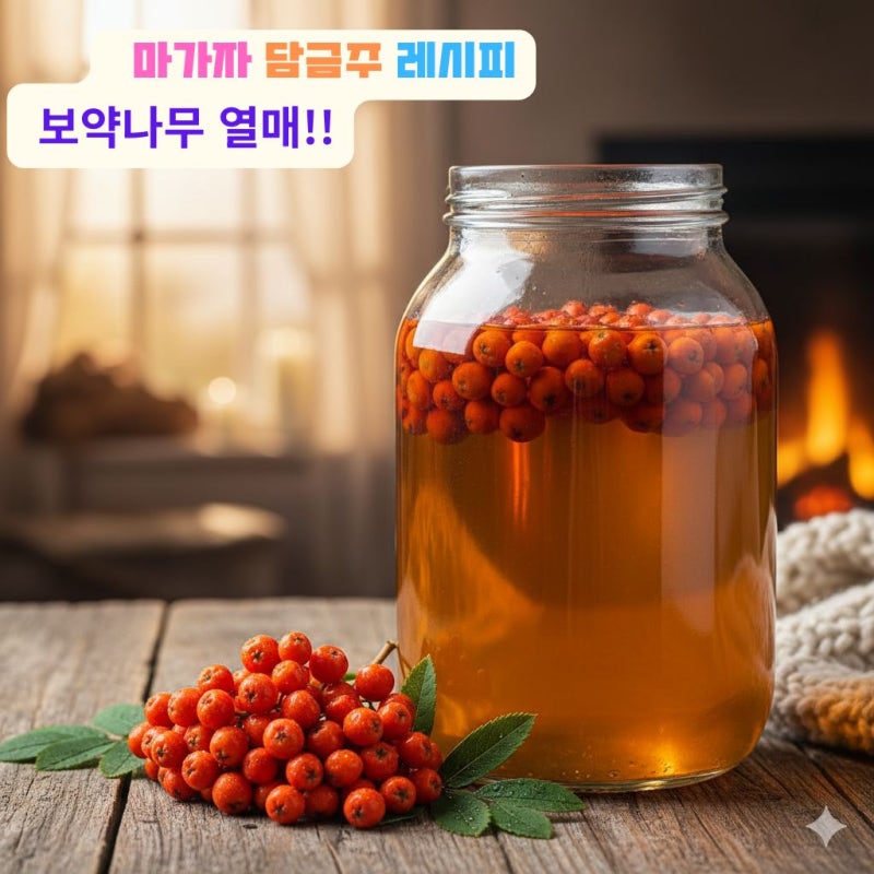 11월 담금주 추천! 관절, 기관지 건강에 좋은 마가목 열매, 마가자 담금주 레시피와 효능(ft.마....