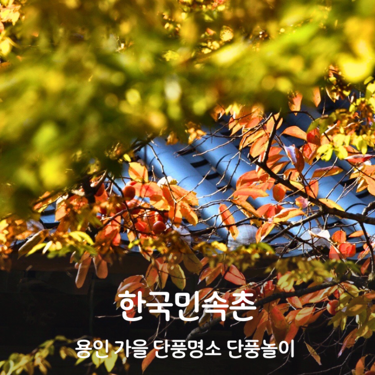  경기도 단풍명소 용인 단풍놀이 명소 한국민속촌 가을