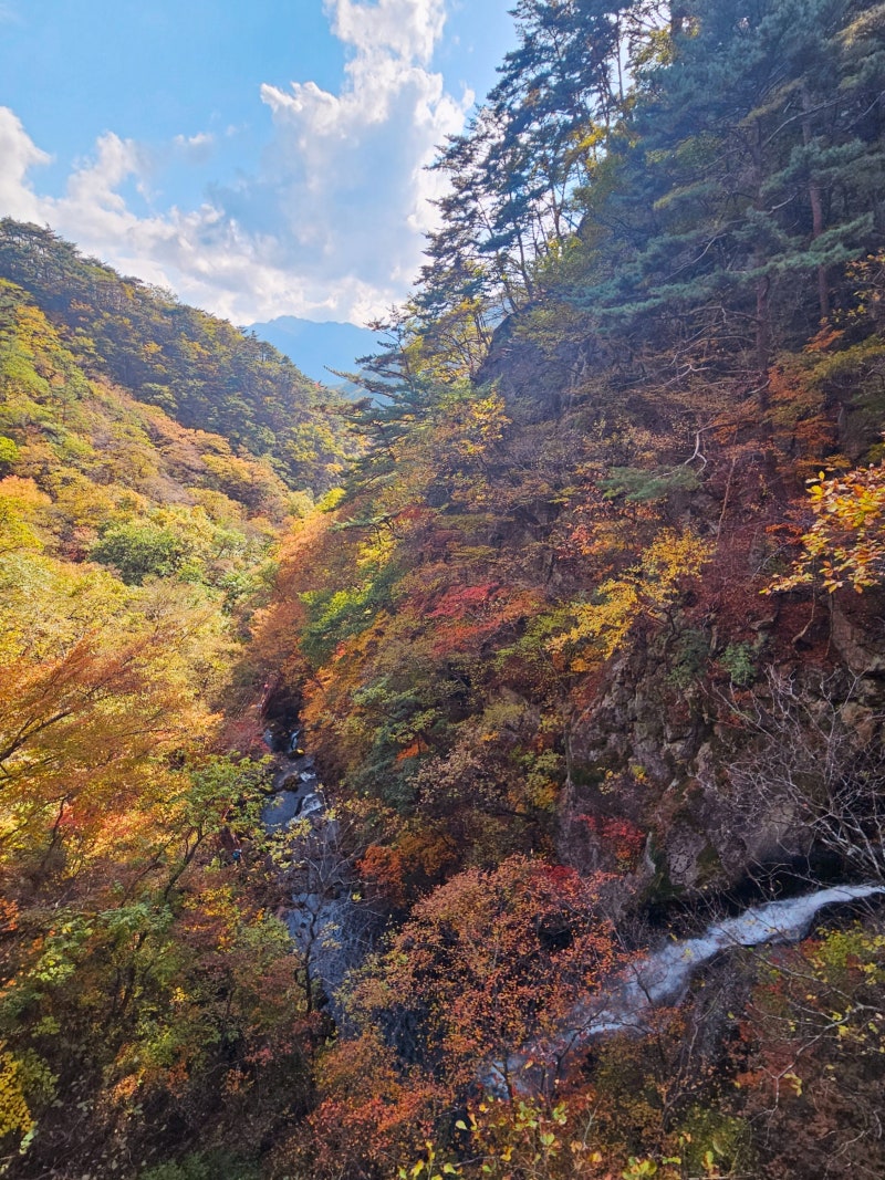 영주 소백산 단풍 등산 죽령 연화봉 등산 코스 후기