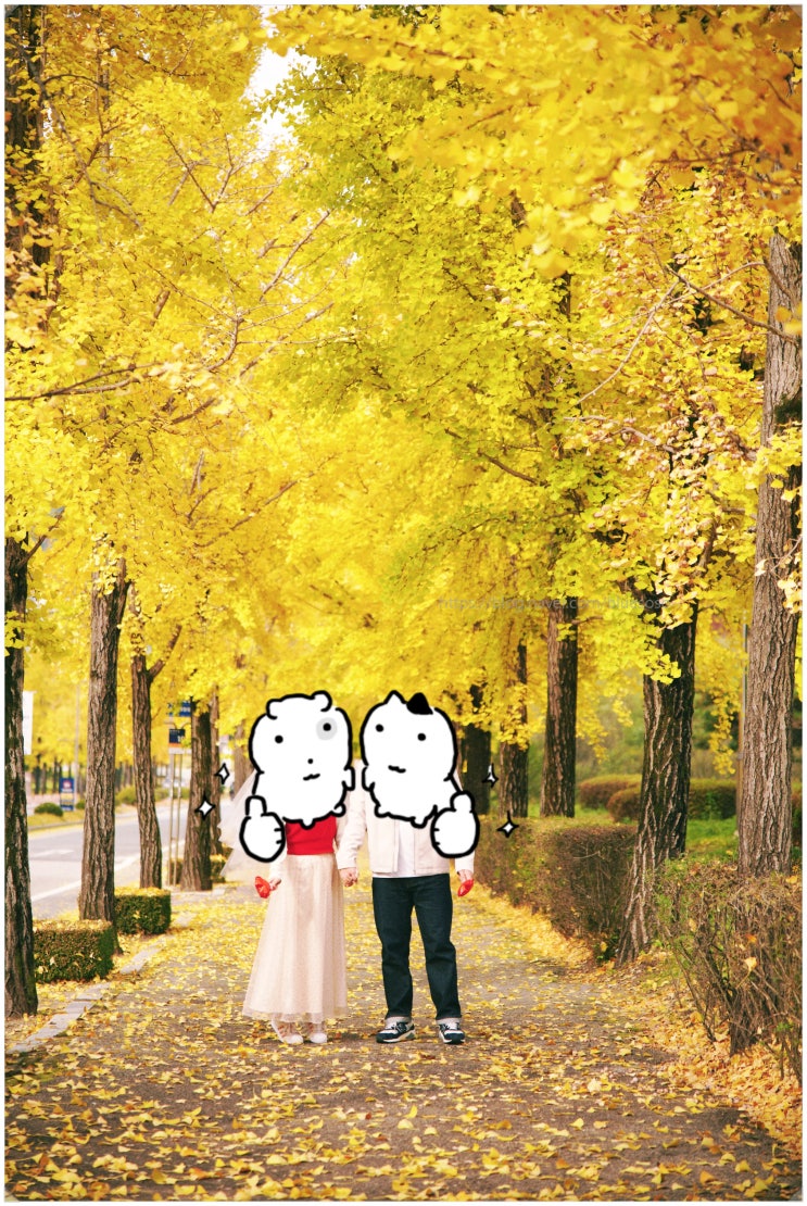  연세대 미래캠퍼스_ 강원도 원주 은행나무 명소 실시간