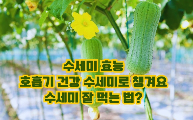 기침 가래 뚝! 수세미 효능 부작용 잘 먹는법 5가지