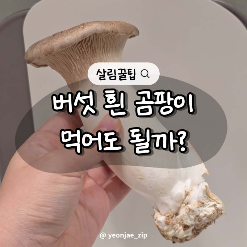 버섯 흰 곰팡이 새송이버섯 먹어도 될까