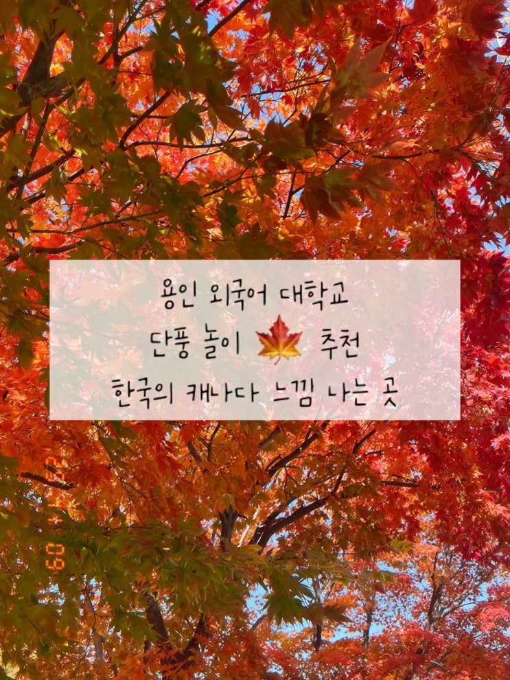  [용인 외국어대학교] 단풍이 예쁜 곳 | 한국의 캐나다 | 단풍 놀이 명소 추천  | 주의사항