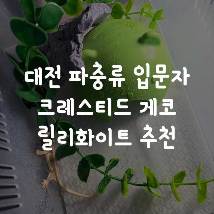  대전 파충류 입문자 크레스티드게코 릴리화이트 분양