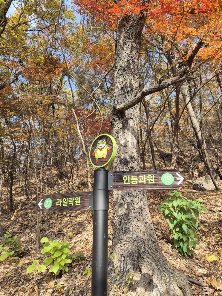  신구대학교 식물원 가을 국화축제 단풍구경 개구리에 미쳐버린 개구리지옥 경기도 성남
