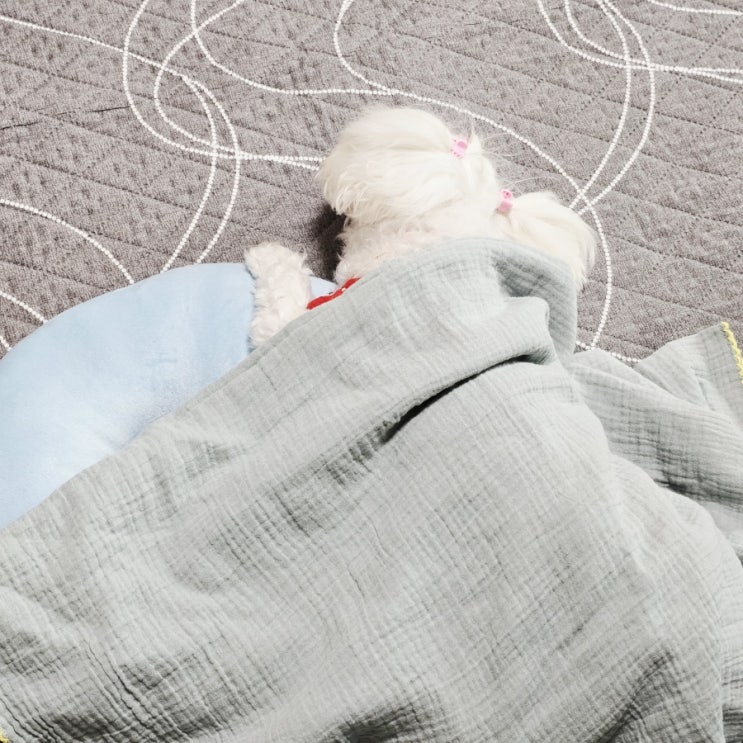  꿍이의 브이로그 #16,  사과 값 실화냐?